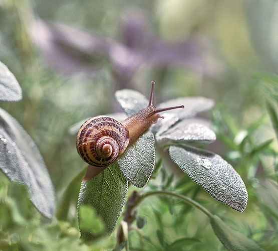 Shampoing Bave d'Escargot Bio image